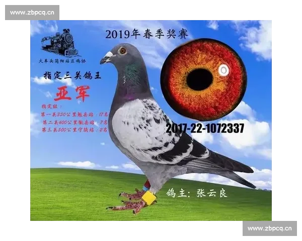 简阳信鸽协会赛事直播全程报道精彩瞬间与实时成绩更新